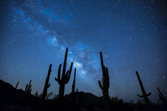 The night sky above cacti in the desert