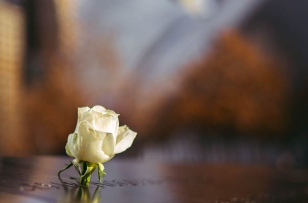 A single white rose at the 9/11 memorial